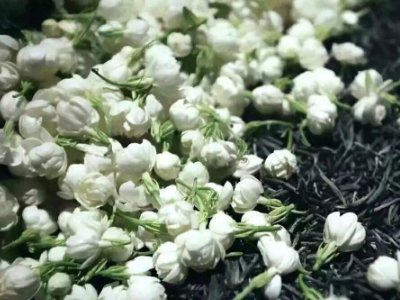 喝茶治口臭嗎，什么茶治口臭好？