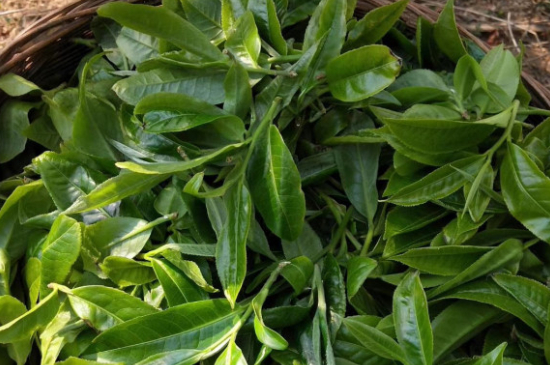 最耐泡的茶葉排名，什么茶葉經久耐泡？