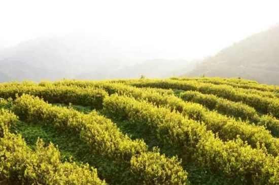 黃金茶的功效及禁忌癥，黃金茶有什么副作用嗎？