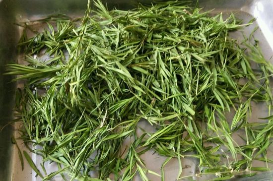 哪類人不適合喝石竹茶，石竹茶的功效與禁忌