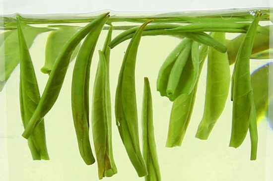 雀舌茶什么人不能喝，雀舌茶的功效與禁忌