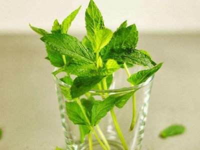 喝茶治口臭嗎，什么茶治口臭好？