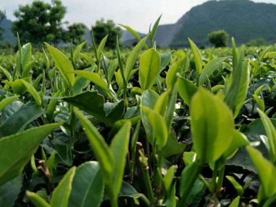 茶葉具有什么功效，<a href=http://www.gangofyouth.com/chajiankang/ target=_blank class=infotextkey>茶葉的功效與作用</a>大全
