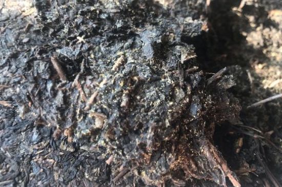 茯茶可以放在冰箱里存放嗎，茯磚茶如何儲(chǔ)存？