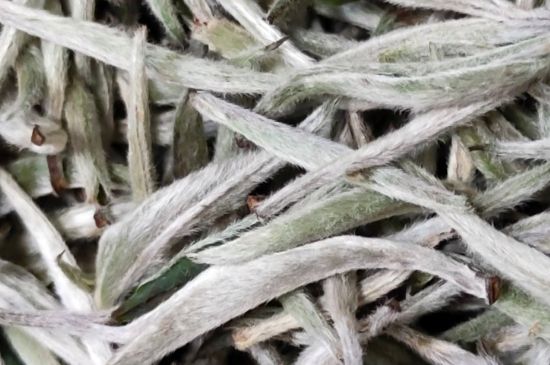 春茶上市白茶的好壞怎么區(qū)分，春白茶怎么分辨好不好？