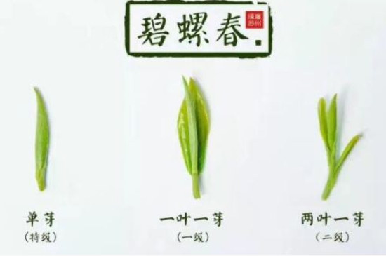 真假碧螺春泡水后區(qū)別，蘇州洞庭碧螺春怎樣鑒別好壞？