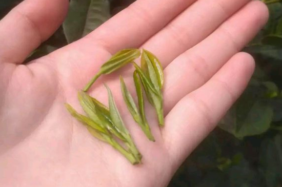 炒青茶為什么便宜，炒青綠茶好喝嗎？