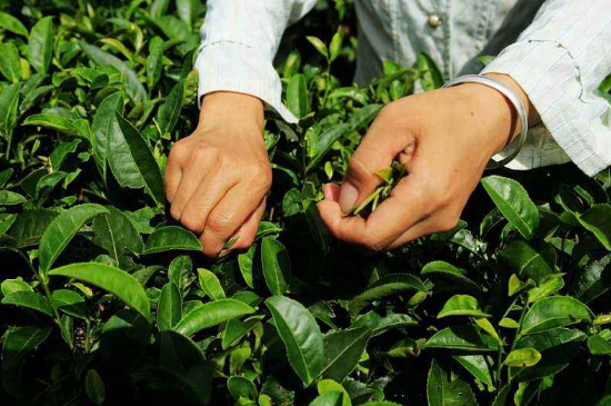 采茶的方法與步驟，如何正確采摘茶葉？
