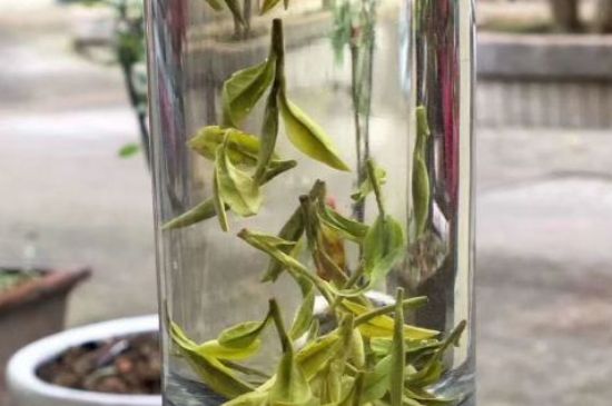 蒸汽煮茶器適合什么茶，蒸汽煮茶器適合用綠茶嗎？