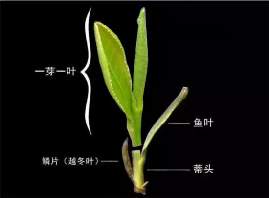摘茶葉最快的方法，采摘茶葉怎么才能快？