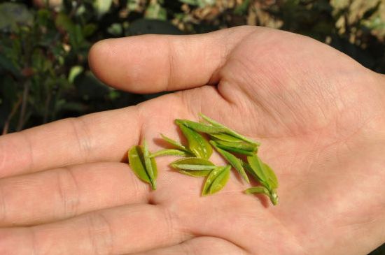 木魚石茶壺適合泡什么茶，木魚石泡啥茶好
