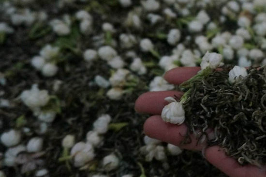 茉莉茶的種類和等級，茉莉花茶的分類