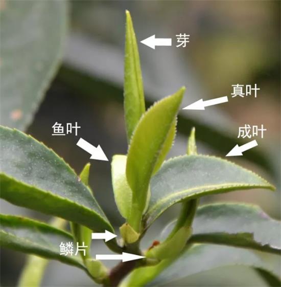 摘茶葉最快的方法，采摘茶葉怎么才能快？