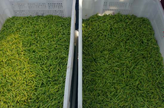 什么茶葉適合用蒸茶器，什么茶可以蒸