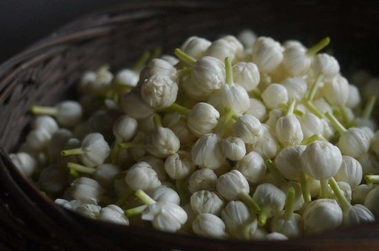 茉莉花茶與什么相克，茉莉花搭配禁忌