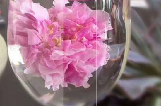 干玫瑰花泡水放幾顆，玫瑰花泡水一次放幾朵？