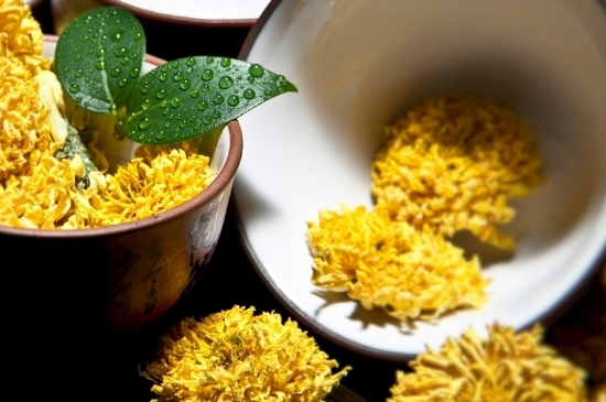 孕婦可以喝菊花茶嗎，菊花對(duì)胎兒有致畸作用？