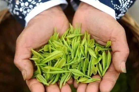 摘茶葉最快的方法，采摘茶葉怎么才能快？