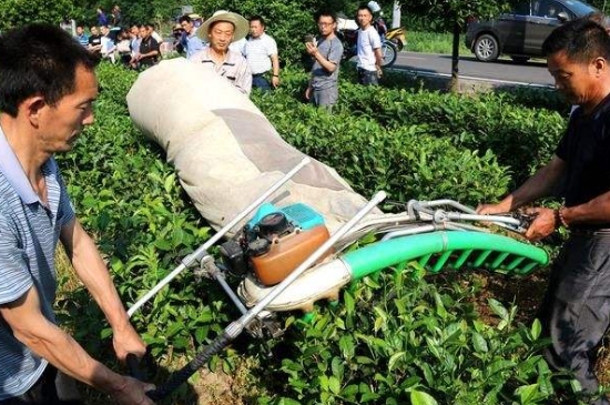 采茶的方法與步驟，如何正確采摘茶葉？