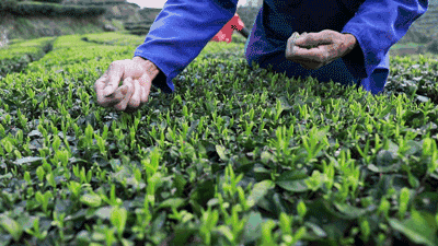 摘茶葉最快的方法，采摘茶葉怎么才能快？
