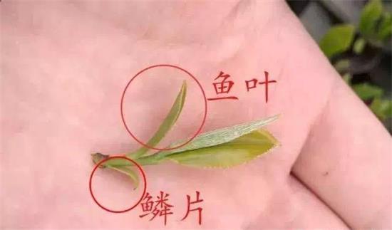 摘茶葉最快的方法，采摘茶葉怎么才能快？