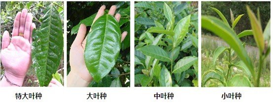 摘茶葉最快的方法，采摘茶葉怎么才能快？
