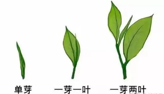 摘茶葉最快的方法，采摘茶葉怎么才能快？