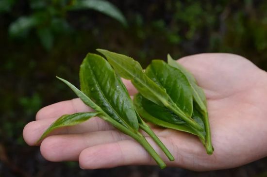 單樅茶什么季節(jié)最好喝，鳳凰單叢茶春茶好還是秋茶好？