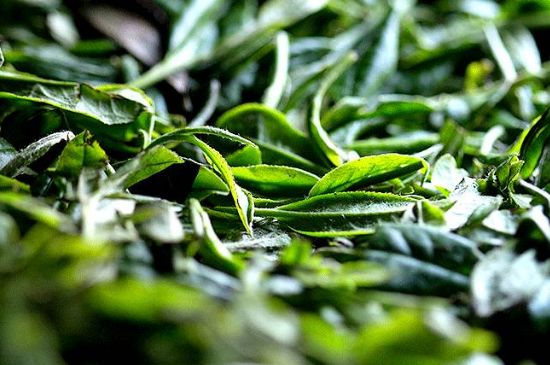 荒野銀針市場(chǎng)價(jià)多少，真正的荒野白毫銀針多少錢？