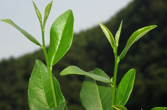 單樅茶什么季節(jié)最好喝，鳳凰單叢茶春茶好還是秋茶好？