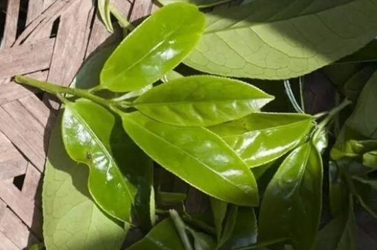 鴨屎香茶哪些人不能飲，什么人不能喝鴨屎香