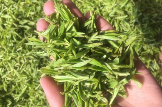 龍井好喝還是毛尖好喝，綠茶是龍井好還是毛尖好？
