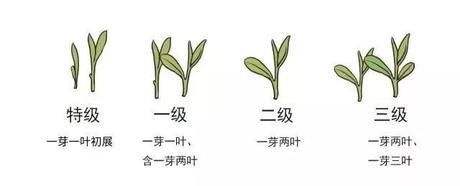 烏牛早和龍井的區(qū)別圖片，龍井43號(hào)和烏牛早茶的對(duì)比