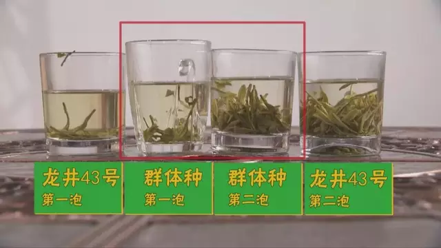 烏牛早和龍井的區(qū)別圖片，龍井43號(hào)和烏牛早茶的對(duì)比