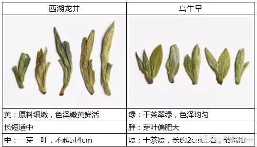 烏牛早和龍井的區(qū)別圖片，龍井43號(hào)和烏牛早茶的對(duì)比