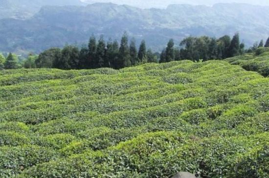 蒙頂山茶種類，蒙頂山哪種茶好？