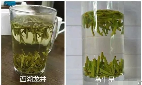 烏牛早和龍井的區(qū)別圖片，龍井43號(hào)和烏牛早茶的對(duì)比
