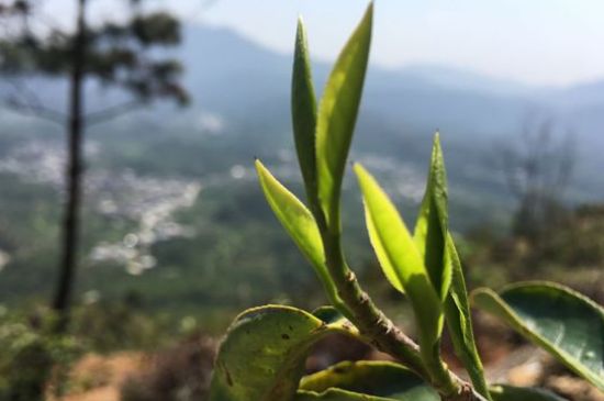 鳳凰單樅什么人不能喝，哪些人不能飲單叢茶