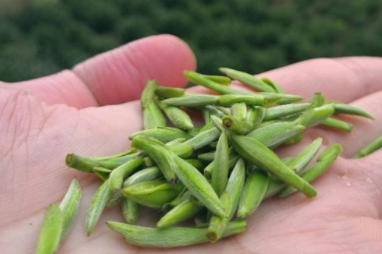 什么綠茶茶葉唇齒留香，哪個(gè)品種綠茶香氣好？