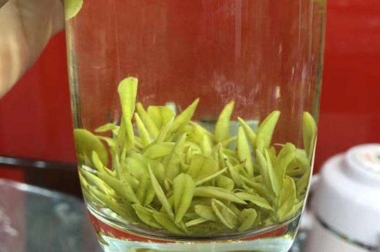 茶中奇葩黃金芽，安吉白茶中黃金芽的特點(diǎn)