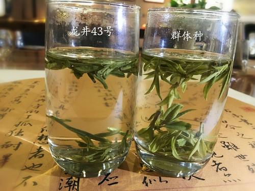 烏牛早和龍井的區(qū)別圖片，龍井43號(hào)和烏牛早茶的對(duì)比