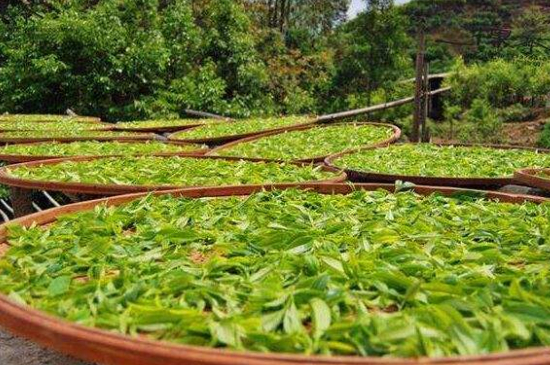 單叢茶十大香型以及常見品種大全，潮安鳳凰單樅十大名香歸類