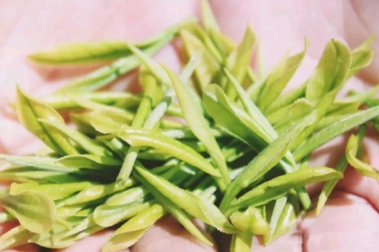 龍井是明前的好還是雨前的好，明前茶和雨前茶哪個好喝？