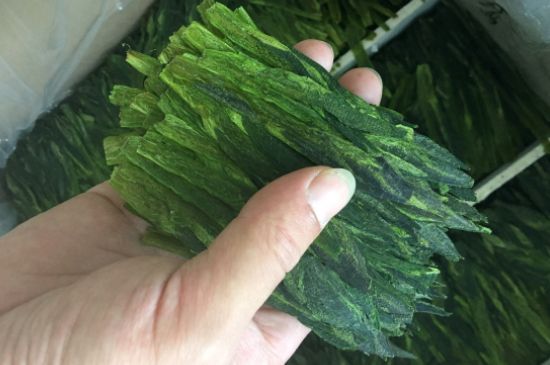 什么綠茶味道濃香，那個(gè)綠茶比較濃香？