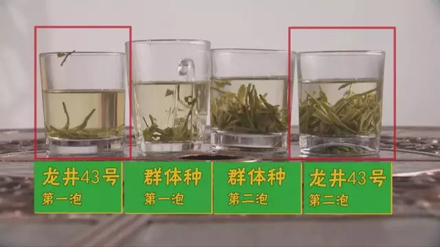 烏牛早和龍井的區(qū)別圖片，龍井43號(hào)和烏牛早茶的對(duì)比