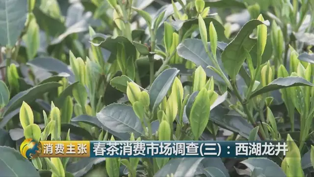 龍井群體種和43號(hào)的區(qū)別圖片，龍井43和群體種哪個(gè)好喝？