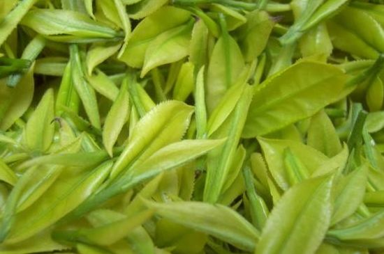 茶中奇葩黃金芽，安吉白茶中黃金芽的特點(diǎn)