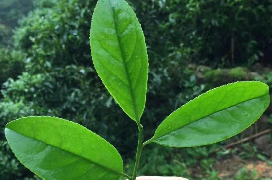 鋸朵仔跟鴨屎香哪個(gè)貴，鋸朵子和鴨屎香哪個(gè)好喝？