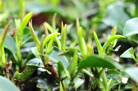 單樅茶什么季節(jié)最好喝，鳳凰單叢茶春茶好還是秋茶好？