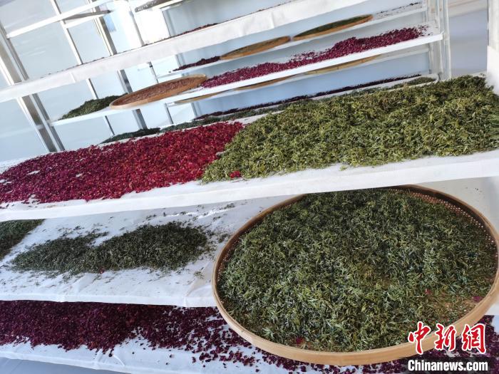 圖為王玲玲收購的各種山茶?！⊥貘Q遠 攝